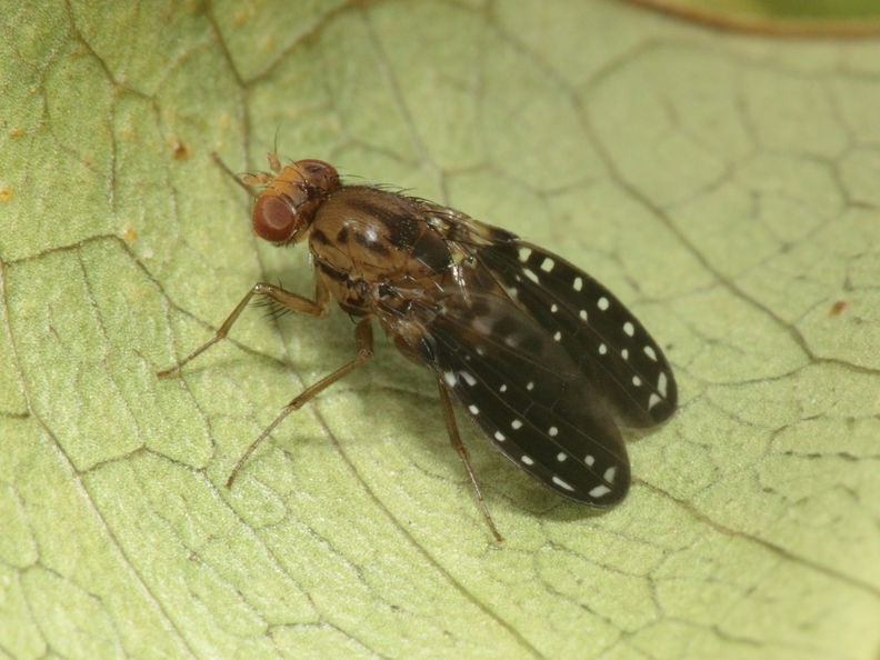 Drosophila neogrimshawi Kaala 9883.jpg