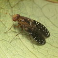 Drosophila neogrimshawi Kaala 9883