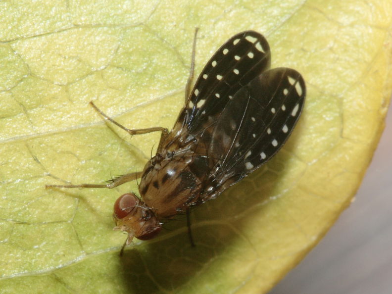 Drosophila neogrimshawi Kaala 9893