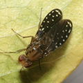 Drosophila neogrimshawi Kaala 9893