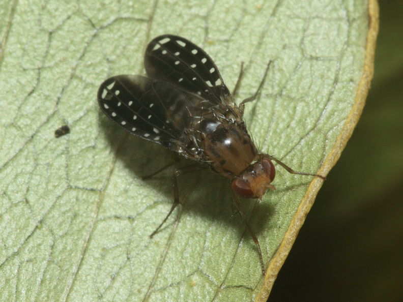 Drosophila neogrimshawi Kaala 9894