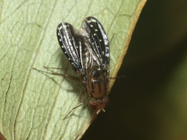 Drosophila neogrimshawi Kaala 9895.jpg