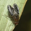 Drosophila neogrimshawi Kaala 9895