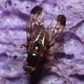 Drosophila neoperkinsi Hanalilolilo 6709.jpg