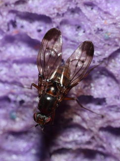 Drosophila neoperkinsi Hanalilolilo 6709