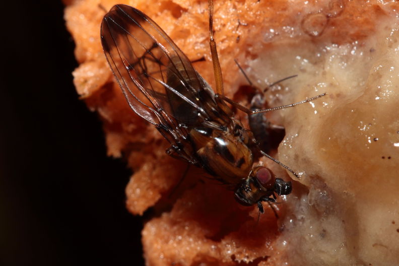Drosophila neoperkinsi Hanalilolilo 6721.jpg