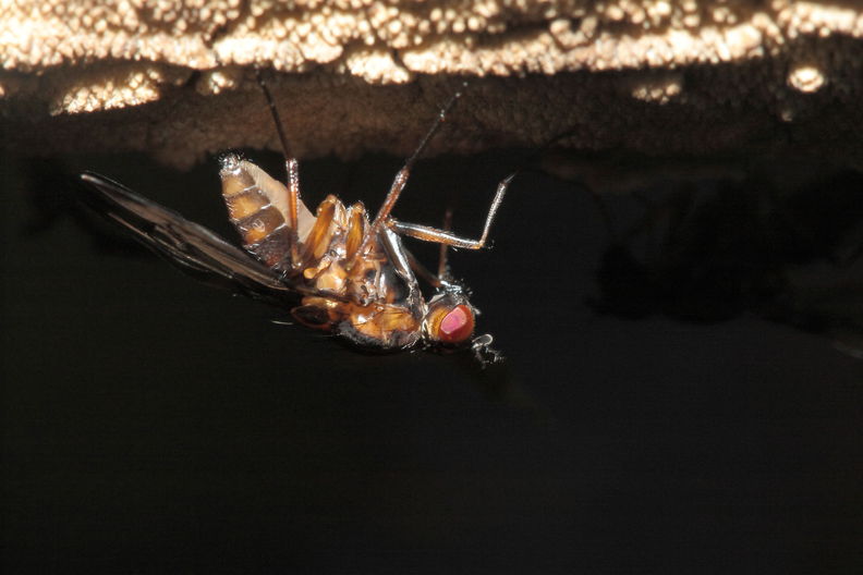 Drosophila neoperkinsi Pepeopae 6687.jpg