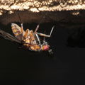Drosophila neoperkinsi Pepeopae 6687.jpg