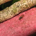 Drosophila neopicta Waikamoi4