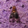 Drosophila nigribasis Kaala 4405.jpg