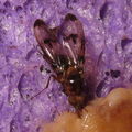 Drosophila nigribasis Kaala 4565.jpg