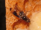 Drosophila nigribasis Kaala 5134