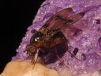 Drosophila nigribasis Kaala 5138