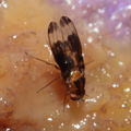 Drosophila nigribasis Kaala 8014