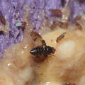 Drosophila nr truncipenna Koloa 9714