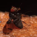 Drosophila nr truncipenna Koloa 9749
