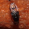 Drosophila nr truncipenna Koloa 9754