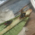 Drosophila nr truncipenna Koloa 9759