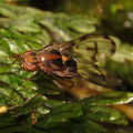 Drosophila oahuensis Kaala 4566.jpg