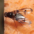 Drosophila oahuensis Kaala 7977