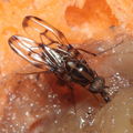 Drosophila oahuensis Kaala 7980