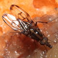 Drosophila oahuensis Kaala 7983