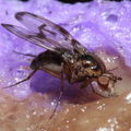 Drosophila oahuensis Kaala 7988