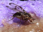 Drosophila oahuensis Kaala 7988