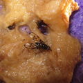 Drosophila oahuensis Koloa 3704.jpg
