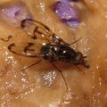 Drosophila oahuensis Koloa 3705