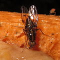 Drosophila oahuensis North Haleauau 5121
