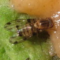 Drosophila obatai Makaleha 5654