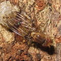 Drosophila obatai Makaleha 5656