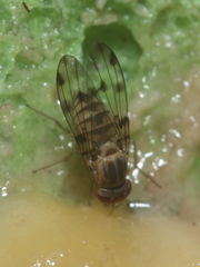 Drosophila obatai Manuwai 1036