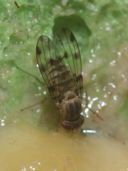 Drosophila obatai Manuwai 1036.jpg