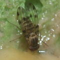 Drosophila obatai Manuwai 1036.jpg
