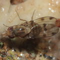 Drosophila obatai Manuwai 1061.jpg