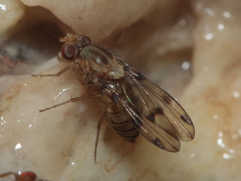Drosophila obatai Manuwai 1062.jpg