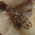 Drosophila obatai Manuwai 1062
