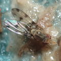 Drosophila obatai Manuwai 1107