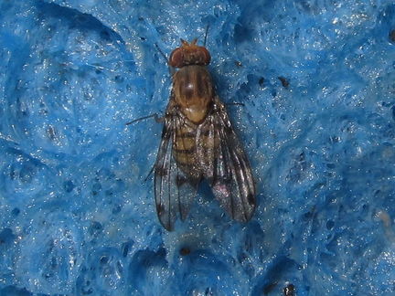 Drosophila obatai Manuwai 3841