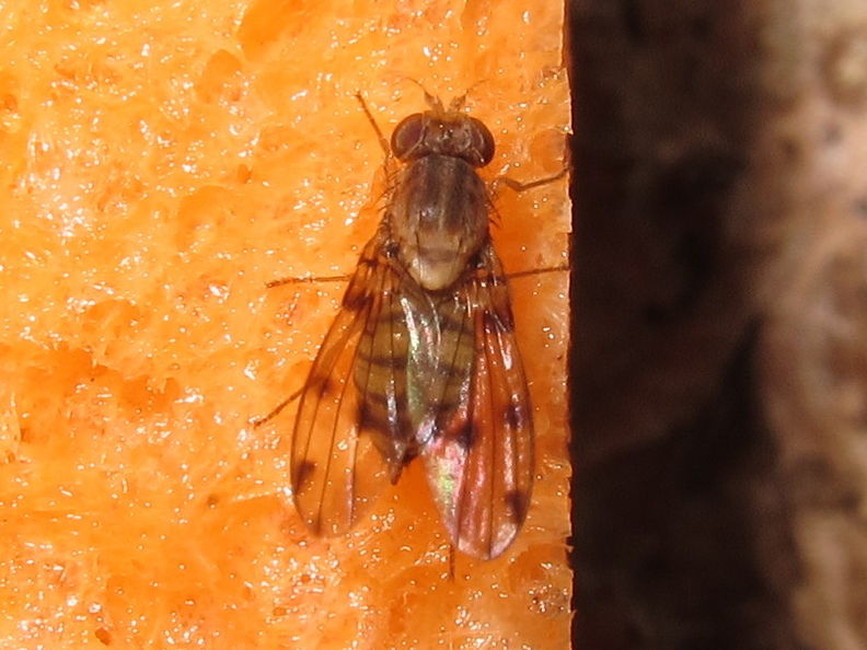 Drosophila obatai Manuwai 4194.jpg