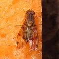 Drosophila obatai Manuwai 4194