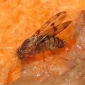 Drosophila obatai Manuwai 4196