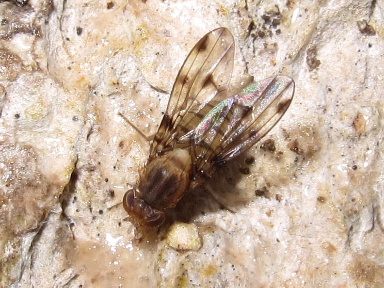 Drosophila obatai Manuwai 4197.jpg