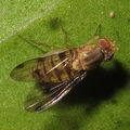 Drosophila obatai Manuwai 5154.jpg