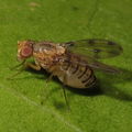 Drosophila obatai Manuwai 5155.jpg