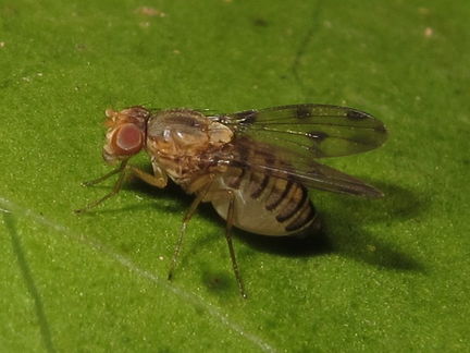 Drosophila obatai Manuwai 5155