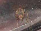 Drosophila obatai Palikea gulch 9654