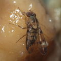 Drosophila obatai Palikea gulch 9659.jpg